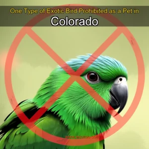 Read more about the article One Type of Exotic Bird Prohibited as a Pet in Colorado