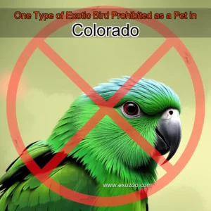 Read more about the article One Type of Exotic Bird Prohibited as a Pet in Colorado