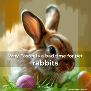 Read more about the article Why Easter is a bad time for pet rabbits