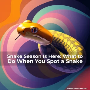 Read more about the article Snake Season Is Here: What to Do When You Spot a Snake